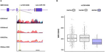 A Functional Indel Polymorphism Within MIR155HG Is Associated With Sudden Cardiac Death Risk in a Chinese Population